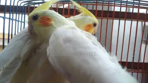 !!️ Lutino Cocktail *Pair* !!️