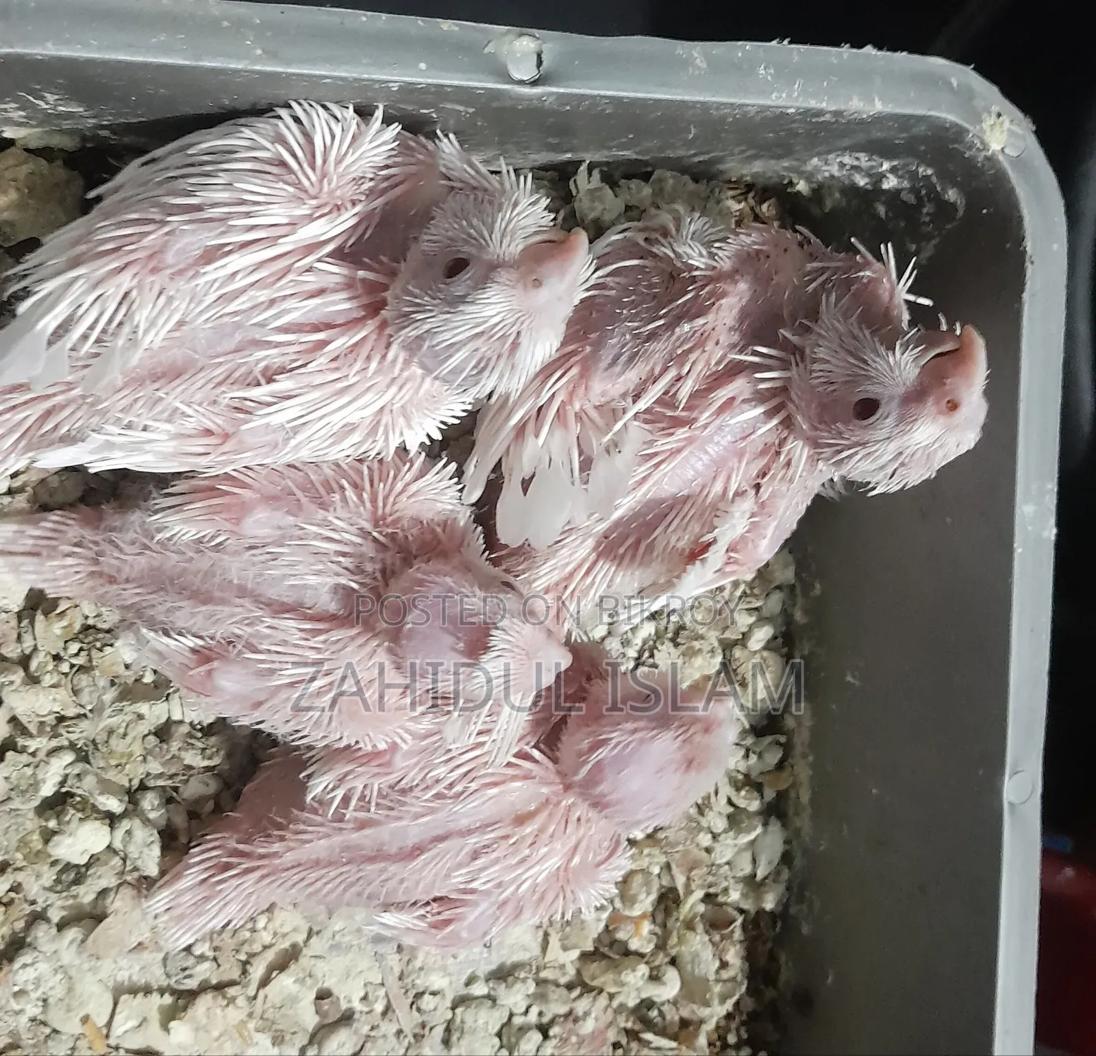 Red Eye Cockatiel bird baby