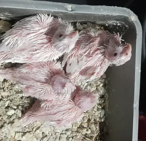 Red Eye Cockatiel bird baby