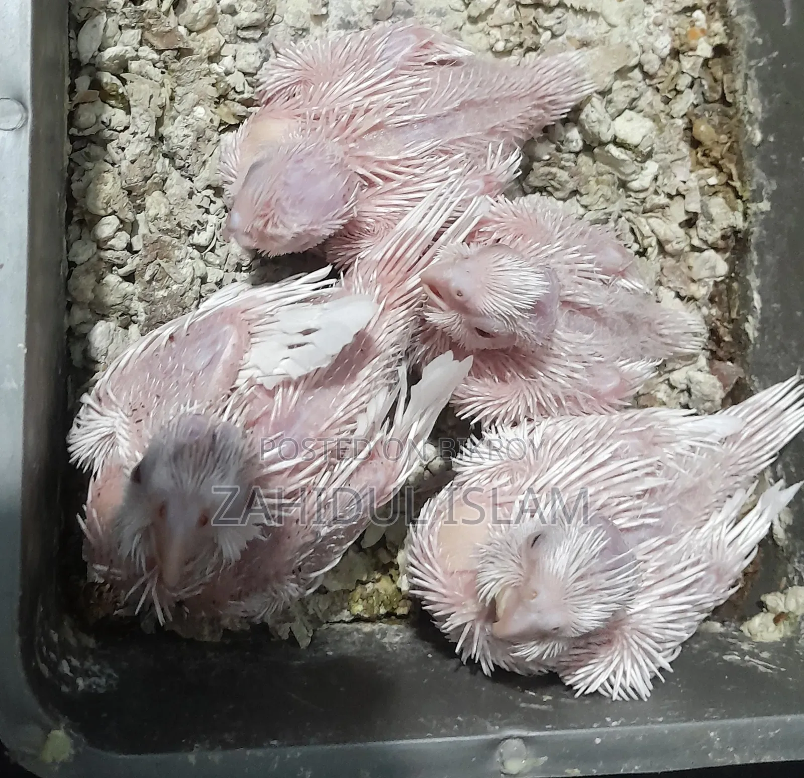 Red Eye Cockatiel bird baby