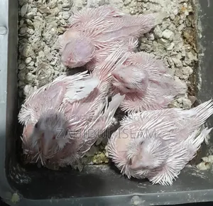 Red Eye Cockatiel bird baby