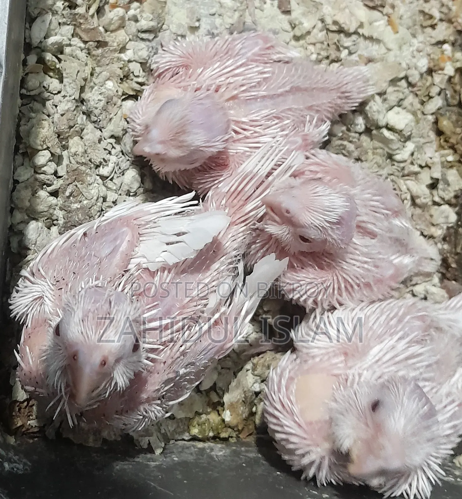 Red Eye Cockatiel bird baby