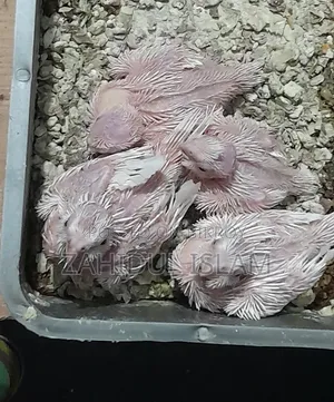 Red Eye Cockatiel bird baby