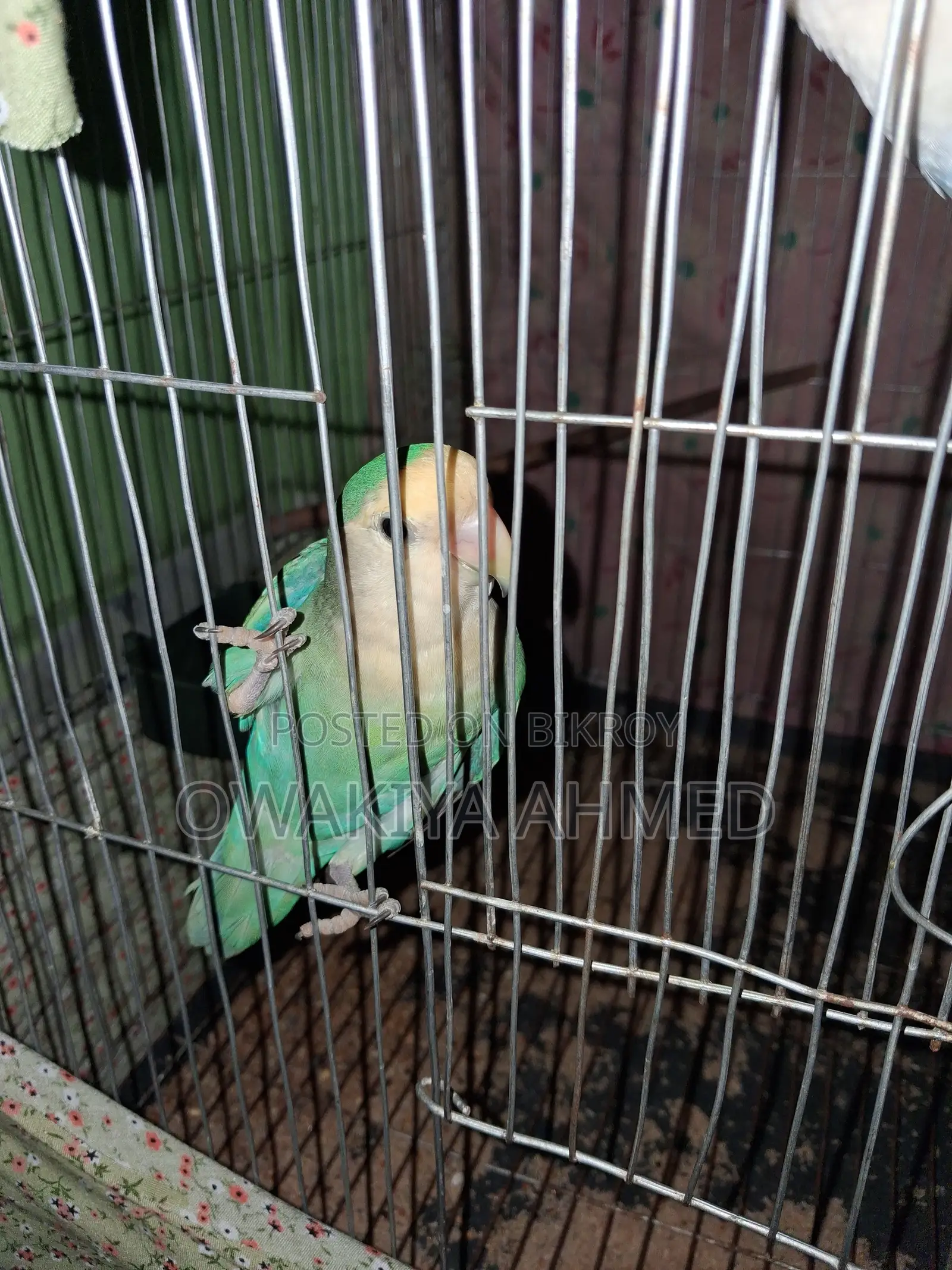 Lovebird for Sale