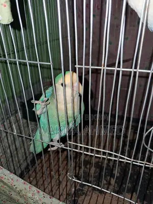 Lovebird for Sale