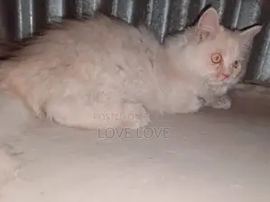 ৩-৬ মাস বয়সী নারী পিওরব্রেড পার্সিয়ান
