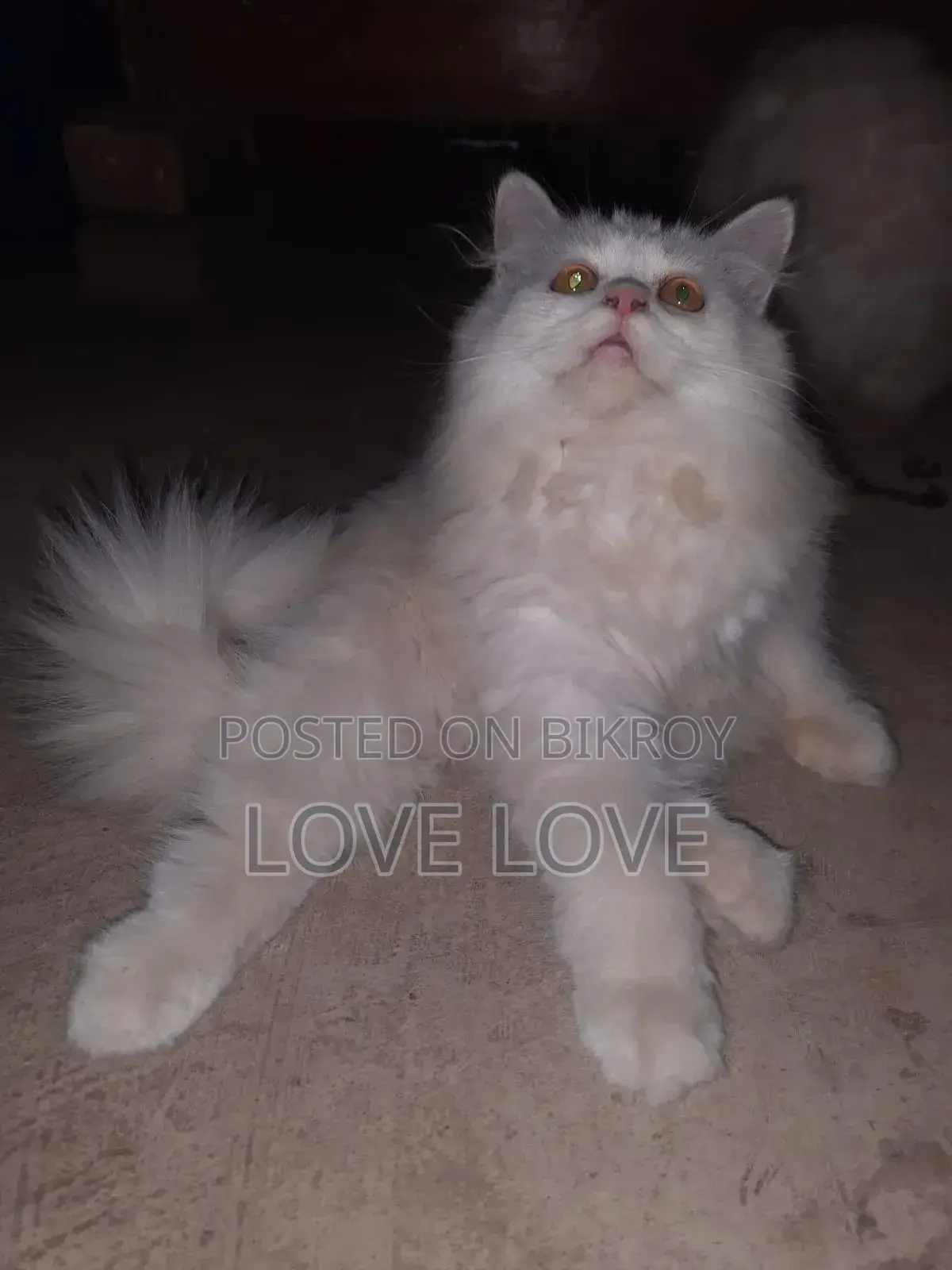 3-6 Months Female Purebred Persian