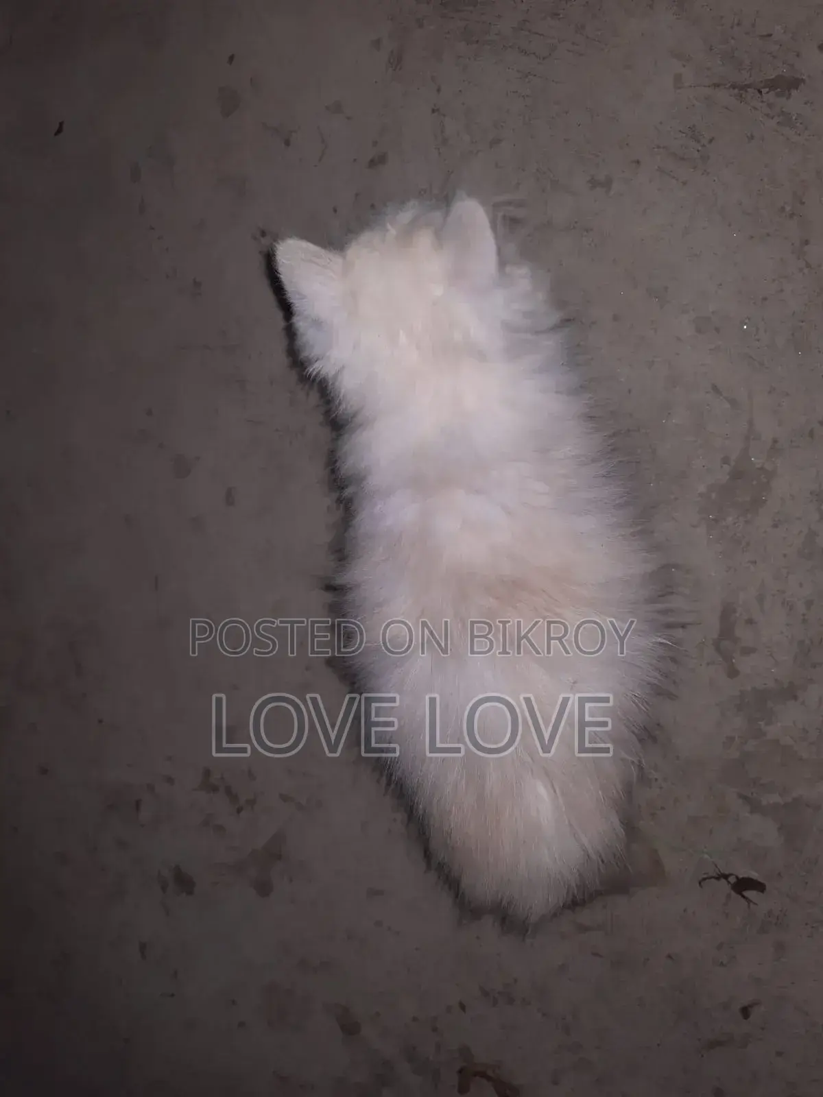 3-6 Months Female Purebred Persian