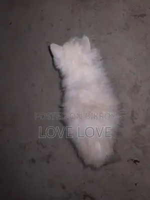 3-6 Months Female Purebred Persian