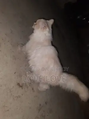 3-6 Months Female Purebred Persian