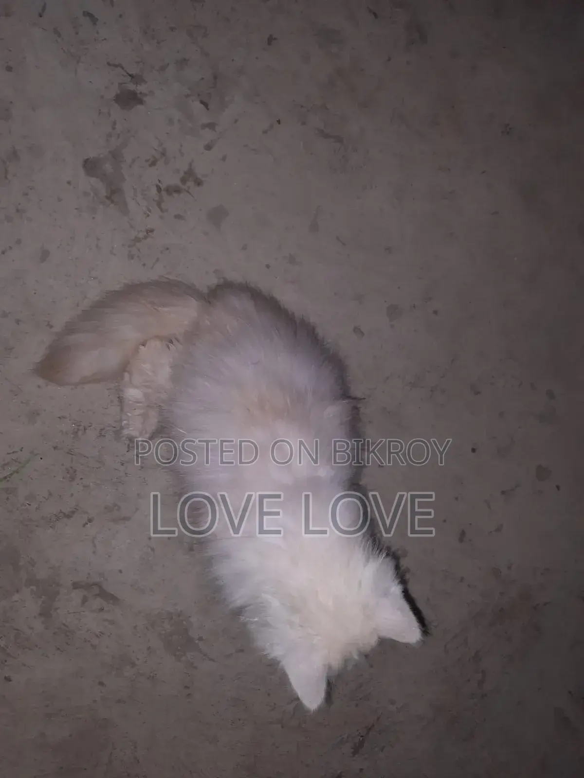 3-6 Months Female Purebred Persian
