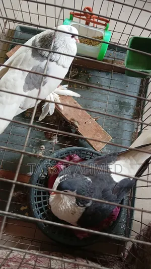 Lahori Adult Pigeon with Leg Muffs