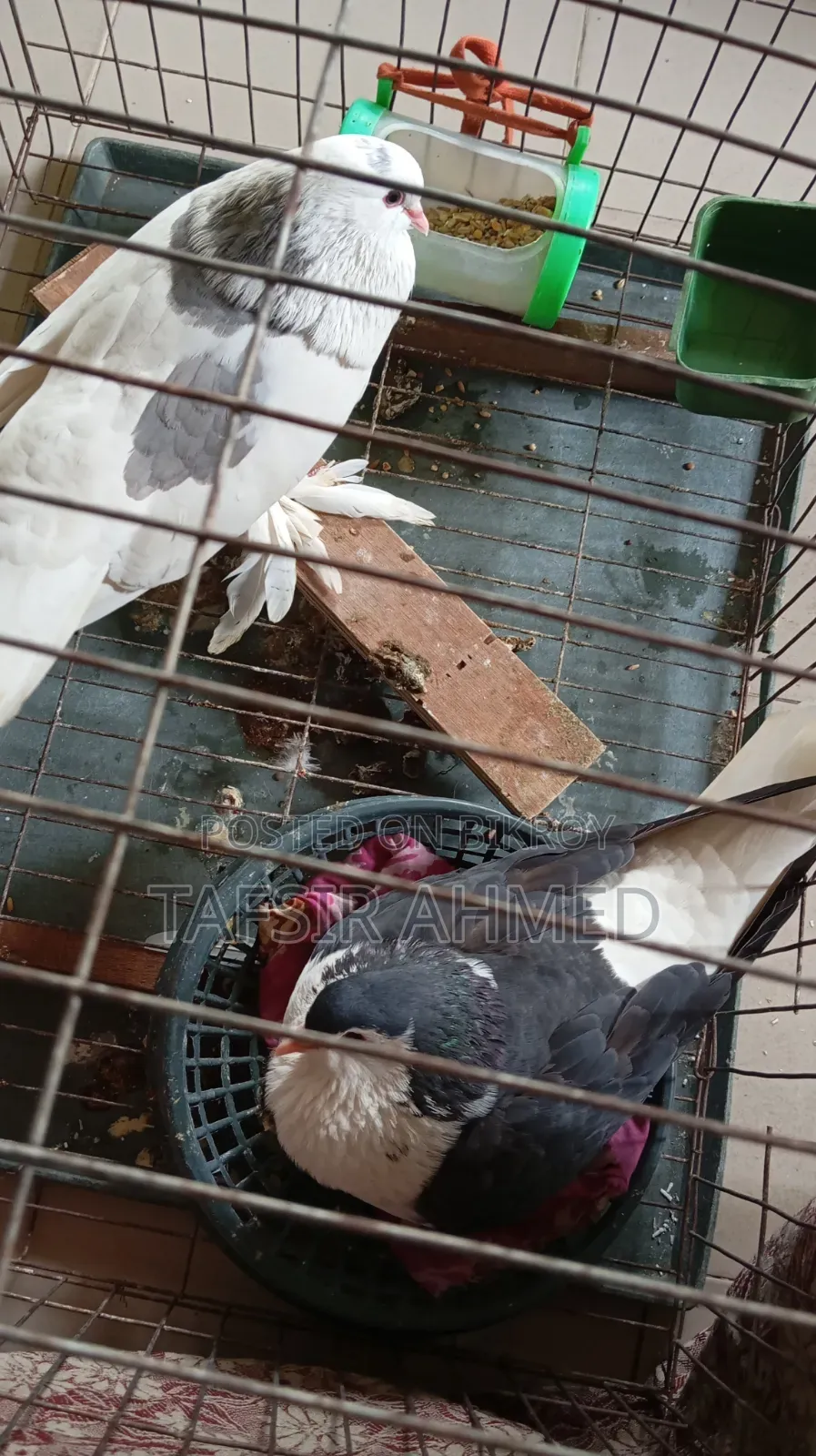 Lahori Adult Pigeon with Leg Muffs
