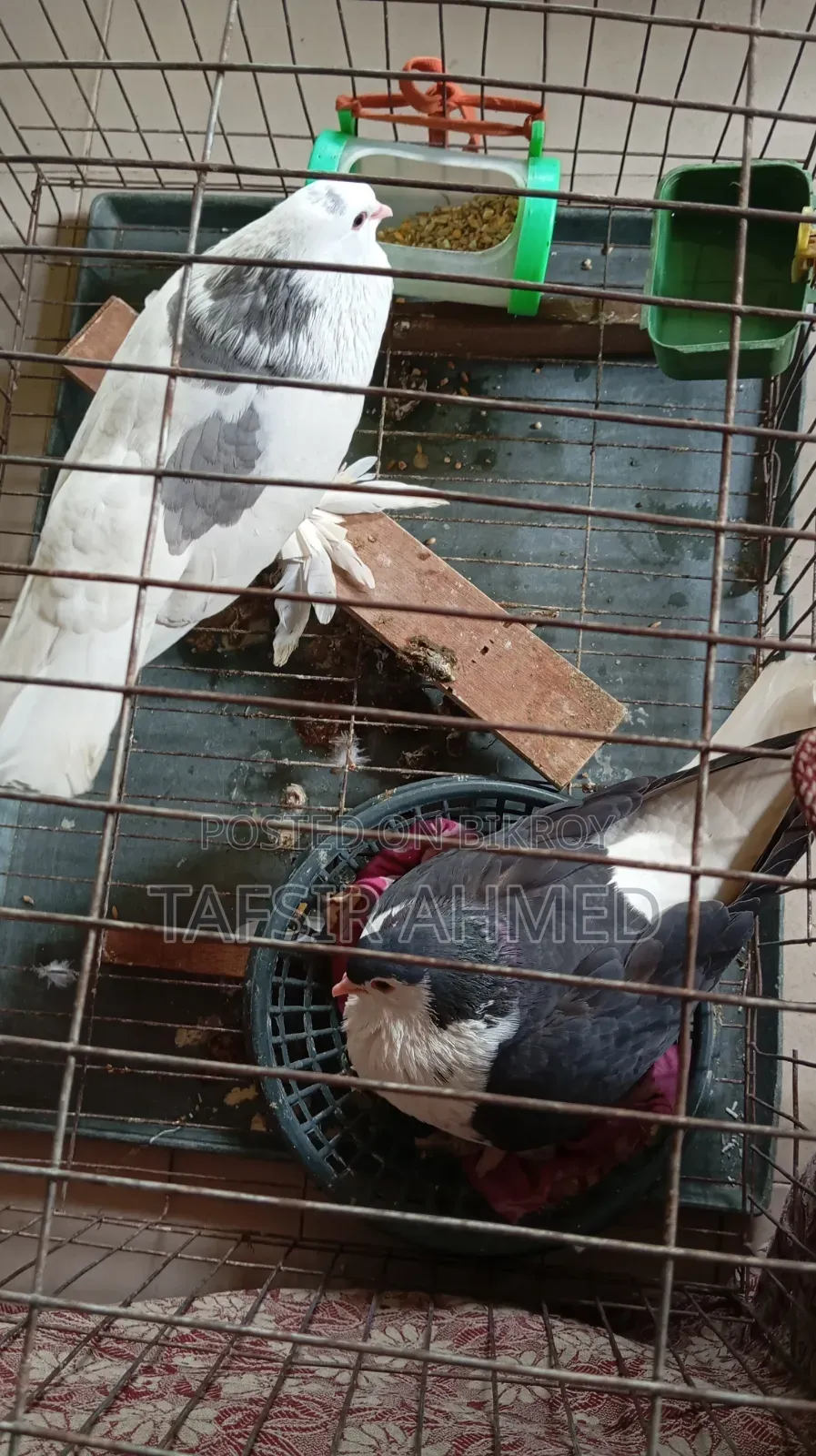 Lahori Adult Pigeon with Leg Muffs