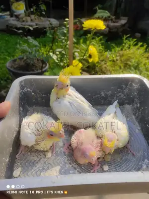 Running Cokatel One Pair