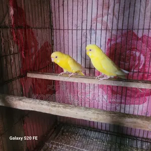 Lutino Running Pair