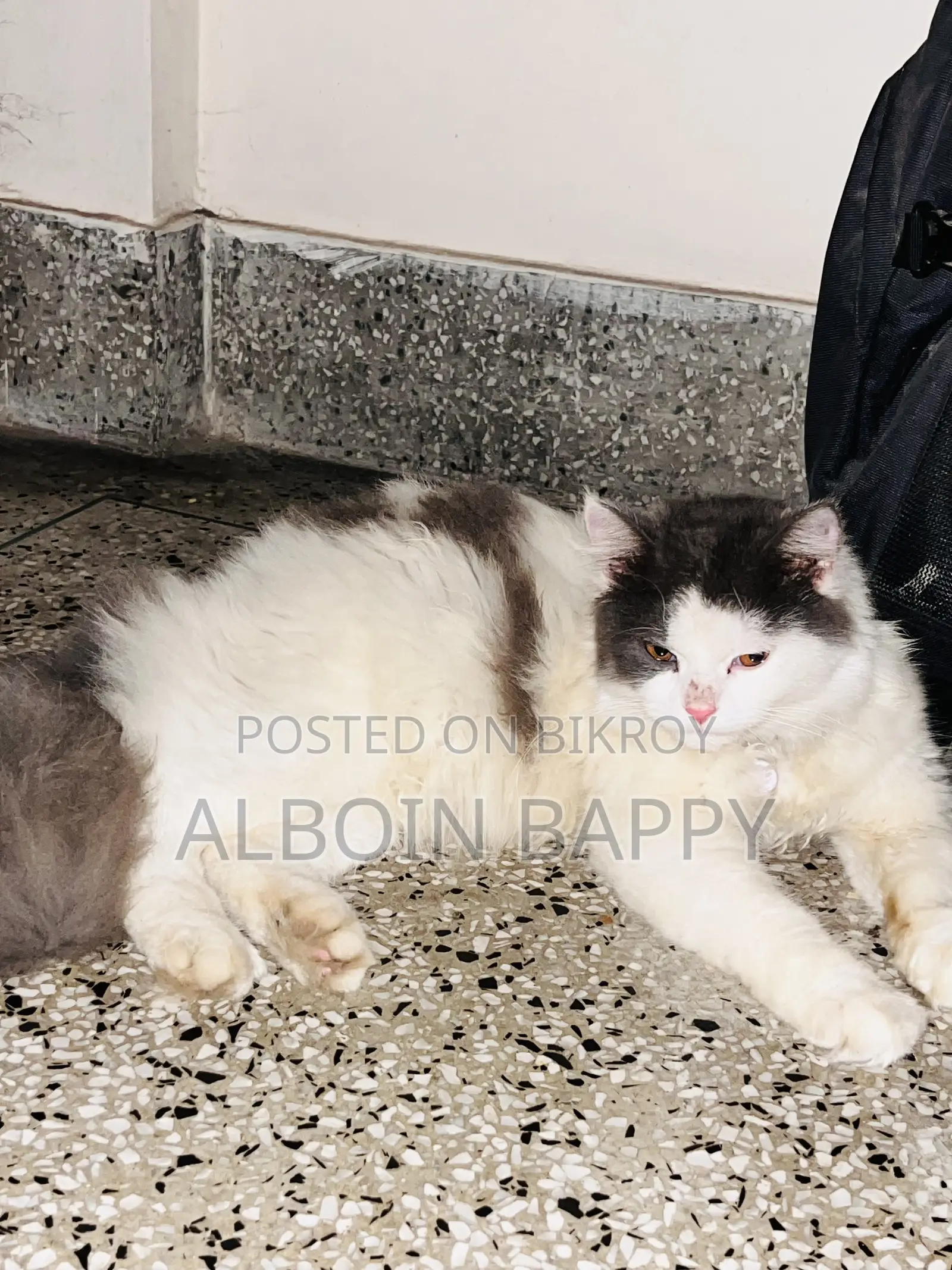 Tarkish Tiger Face