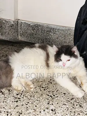 Tarkish Tiger Face