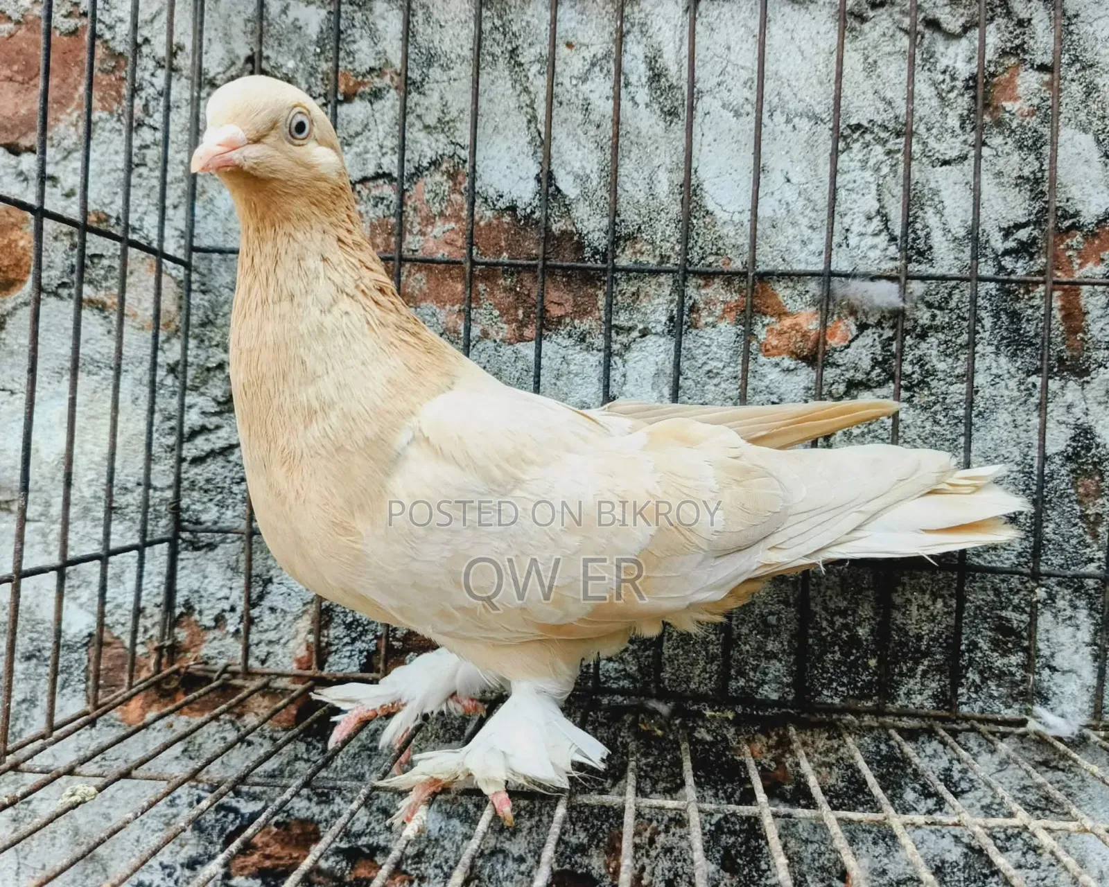 Pigeon Female Ghiyasolli Running Madhi Kobutor