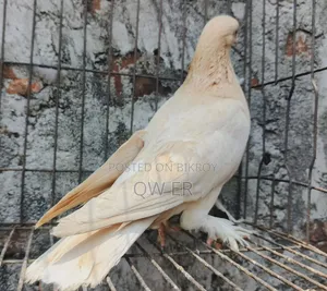 Pigeon Female Ghiyasolli Running Madhi Kobutor