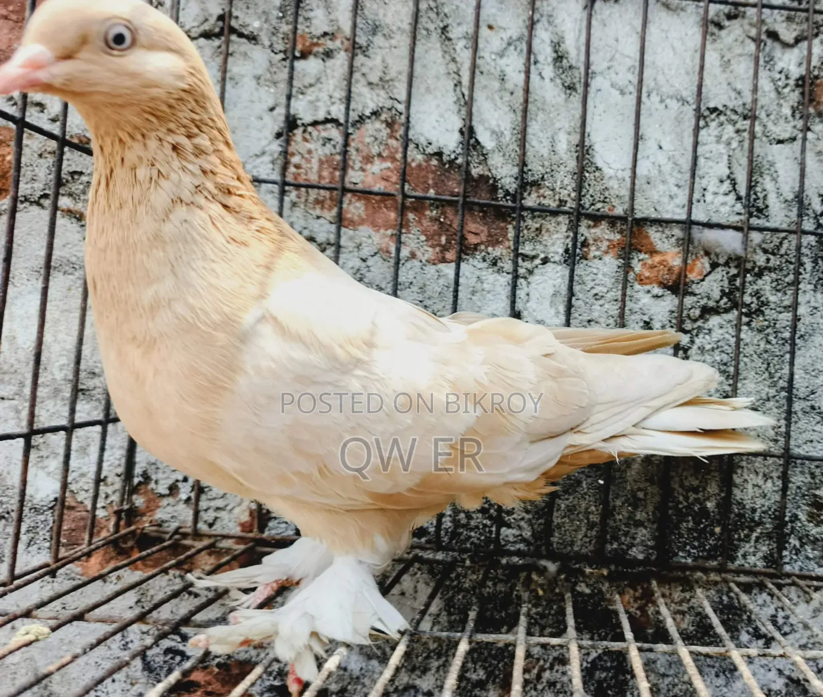 Pigeon Female Ghiyasolli Running Madhi Kobutor