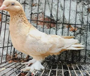Pigeon Female Ghiyasolli Running Madhi Kobutor