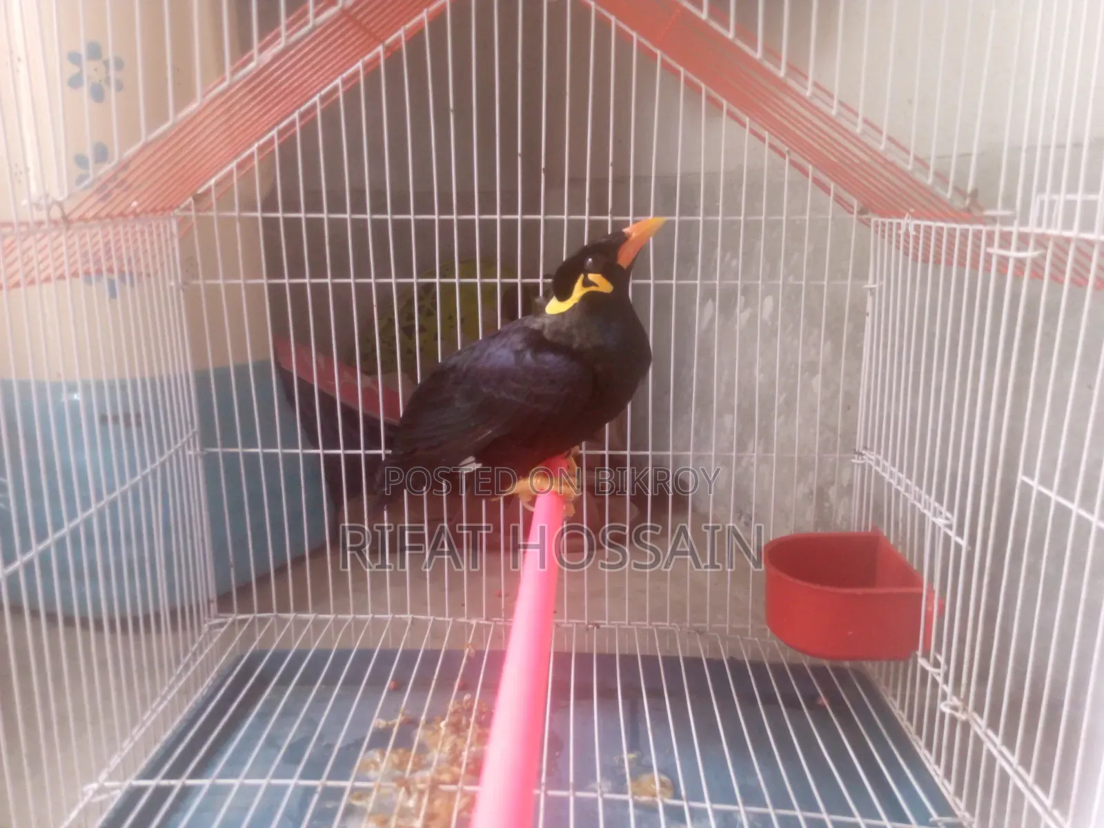Myna Bird