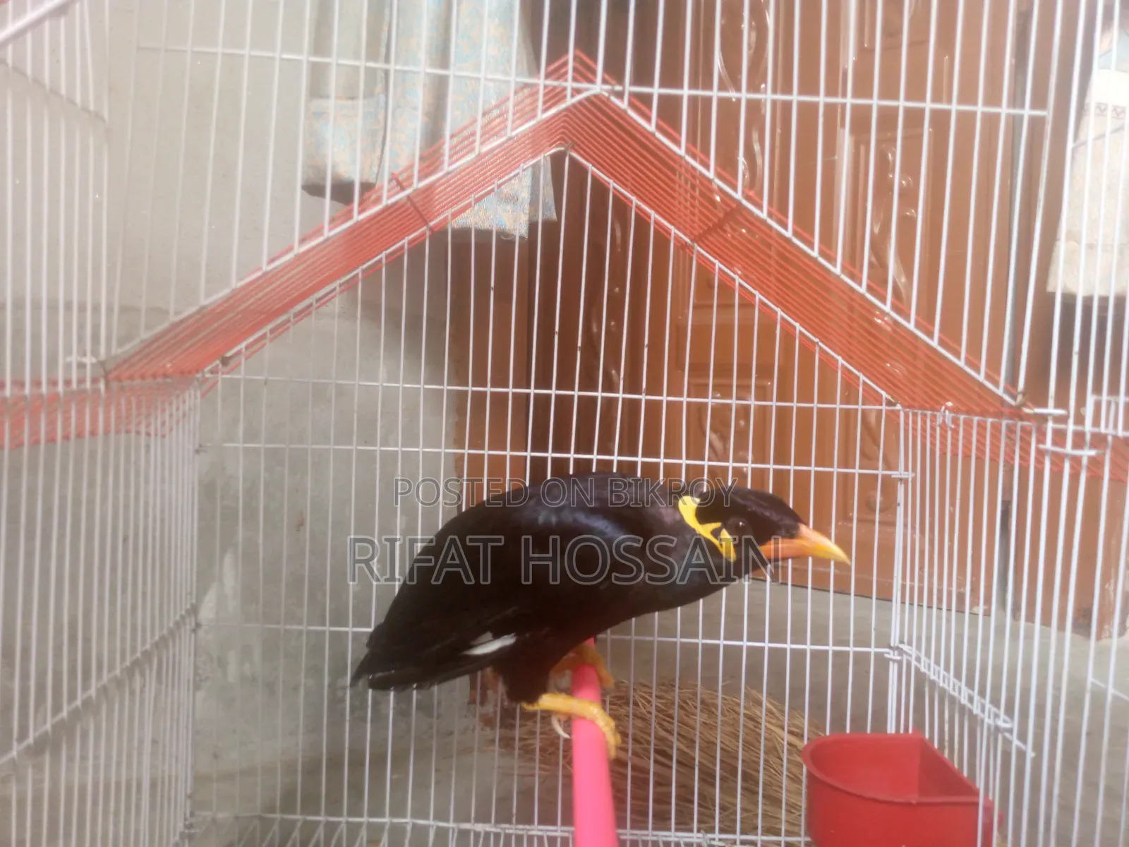 Myna Bird