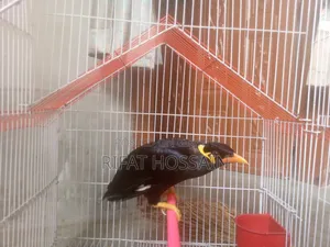 Myna Bird