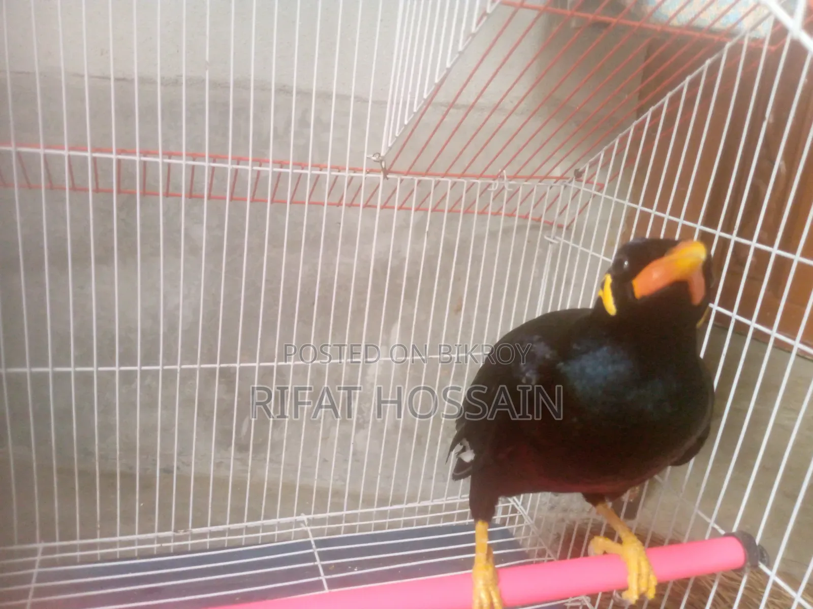 Myna Bird