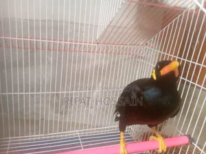 Myna Bird