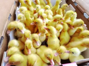 Beijing Ducklings