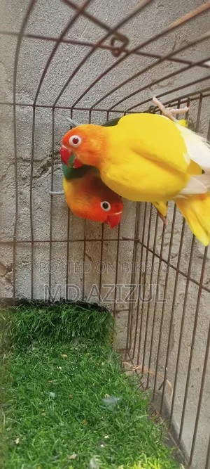 Love Birds