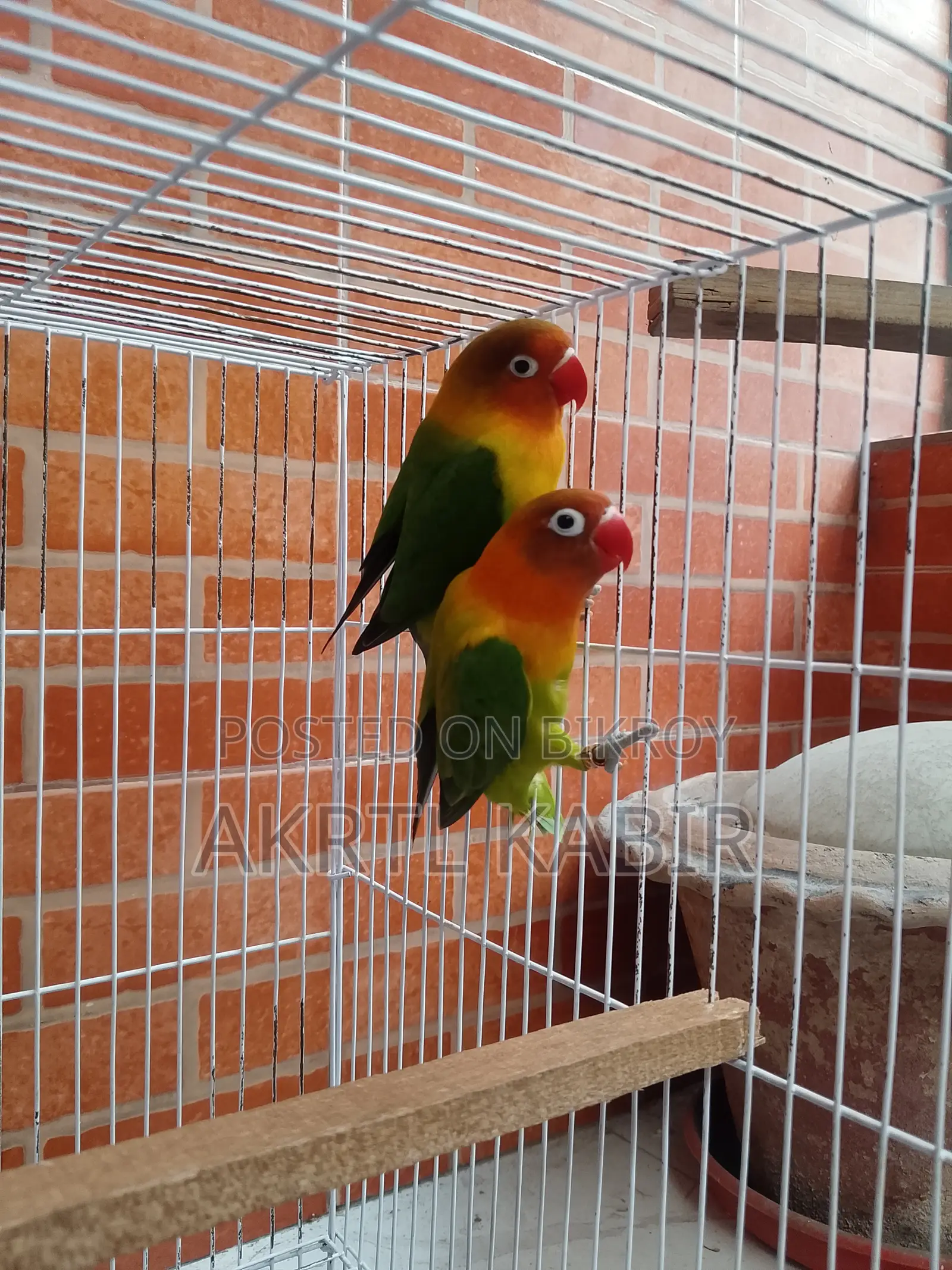Love Birds