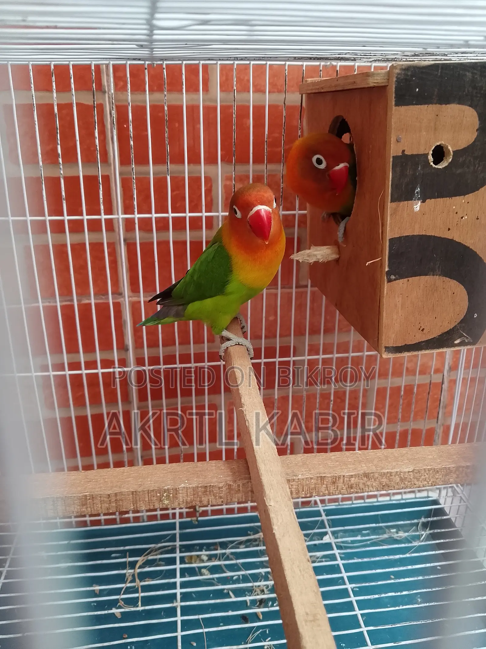 Love Birds
