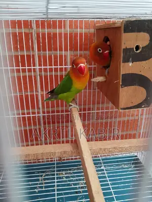 Love Birds