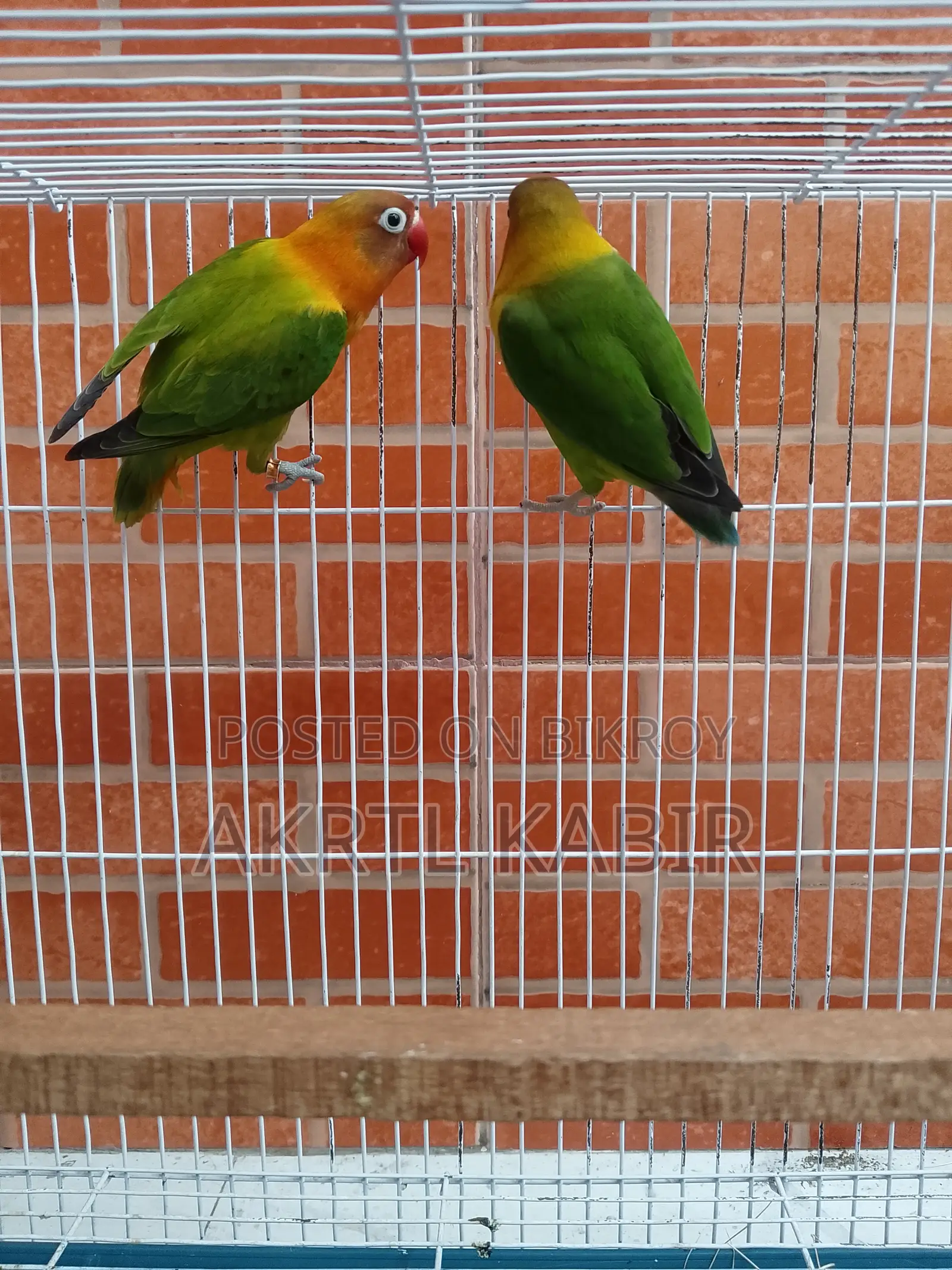 Love Birds