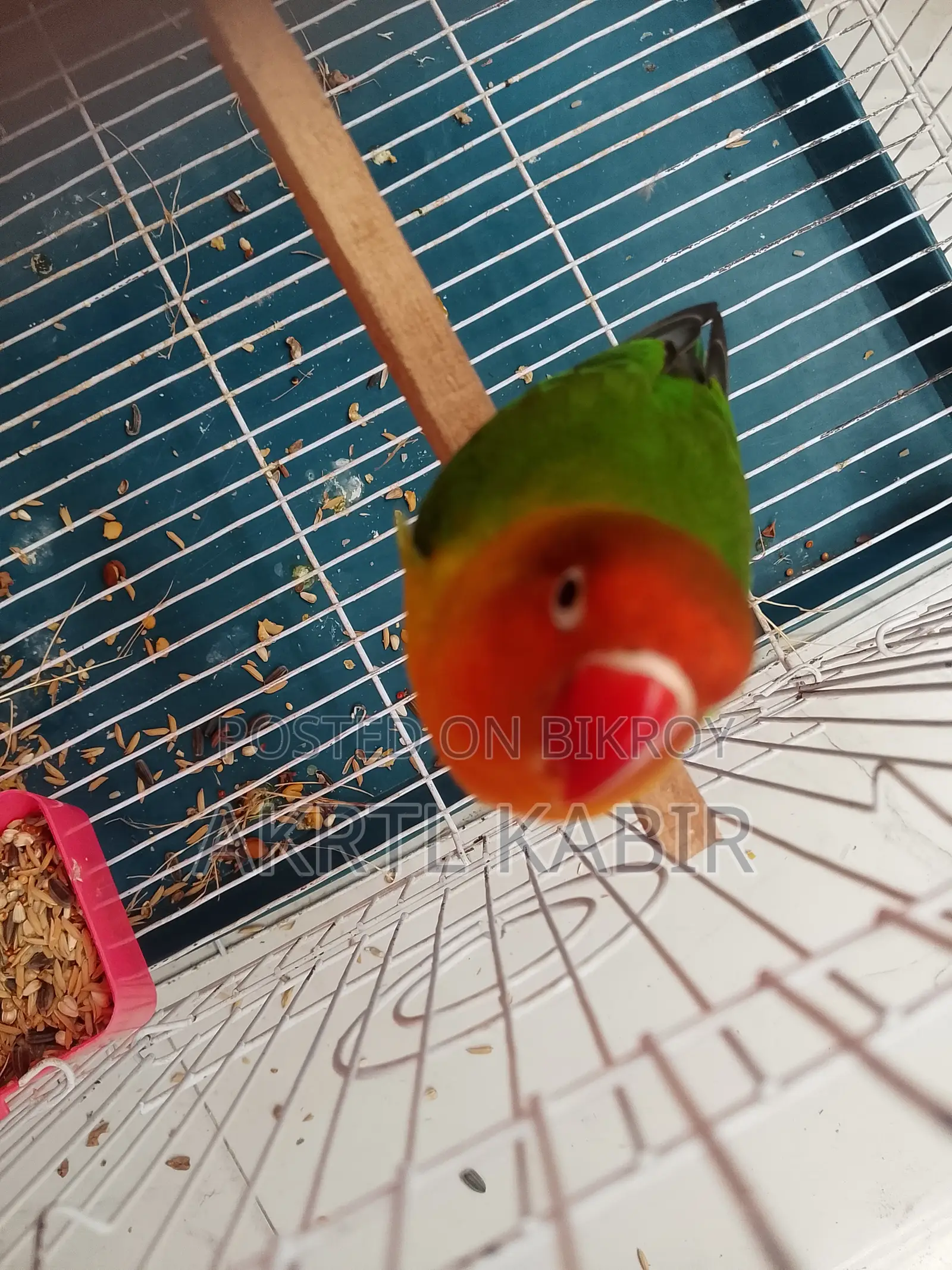 Love Birds