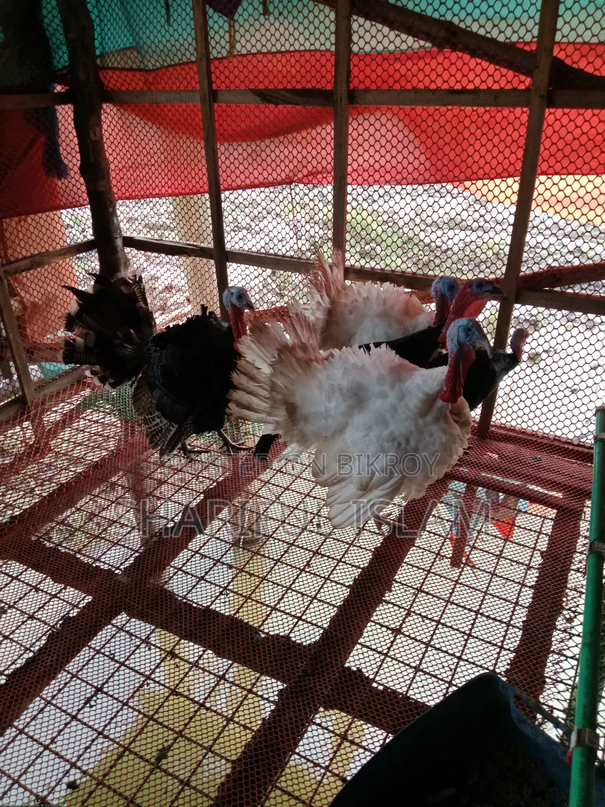 Turkey Chicken