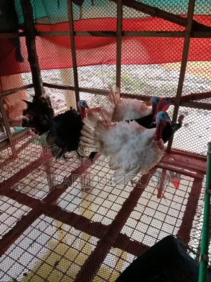 Turkey Chicken