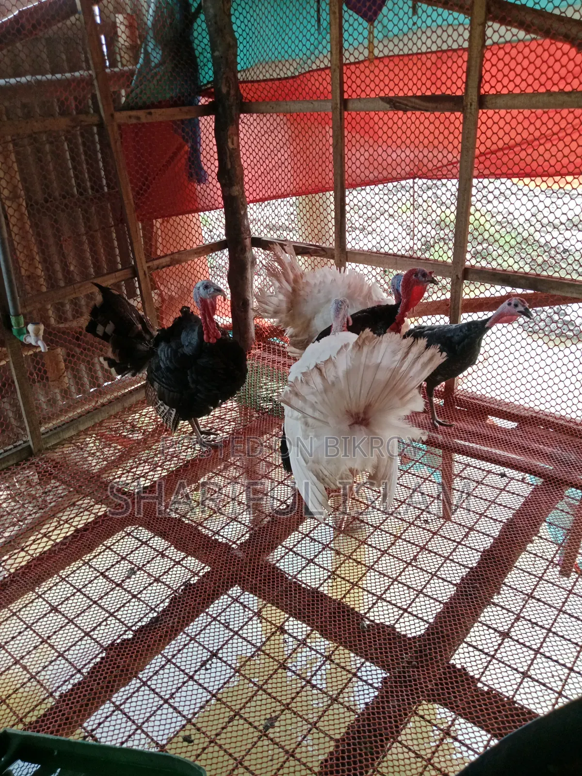 Turkey Chicken