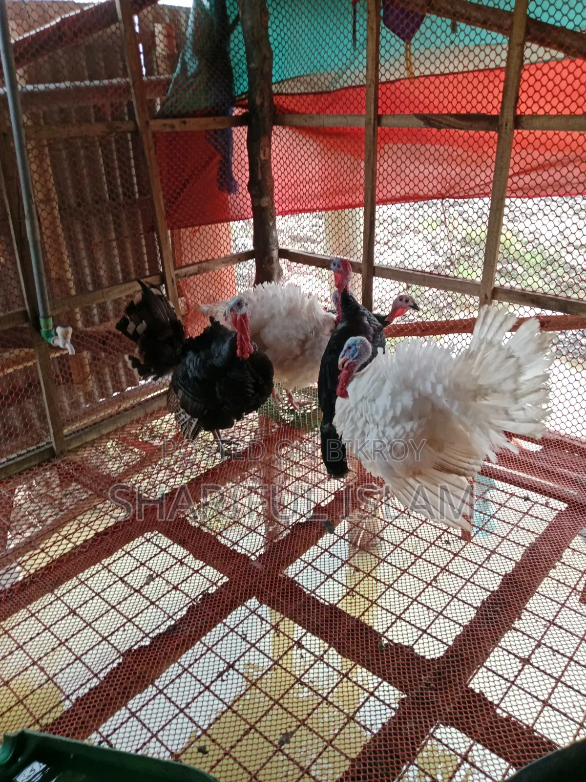 Turkey Chicken