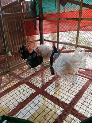 Turkey Chicken