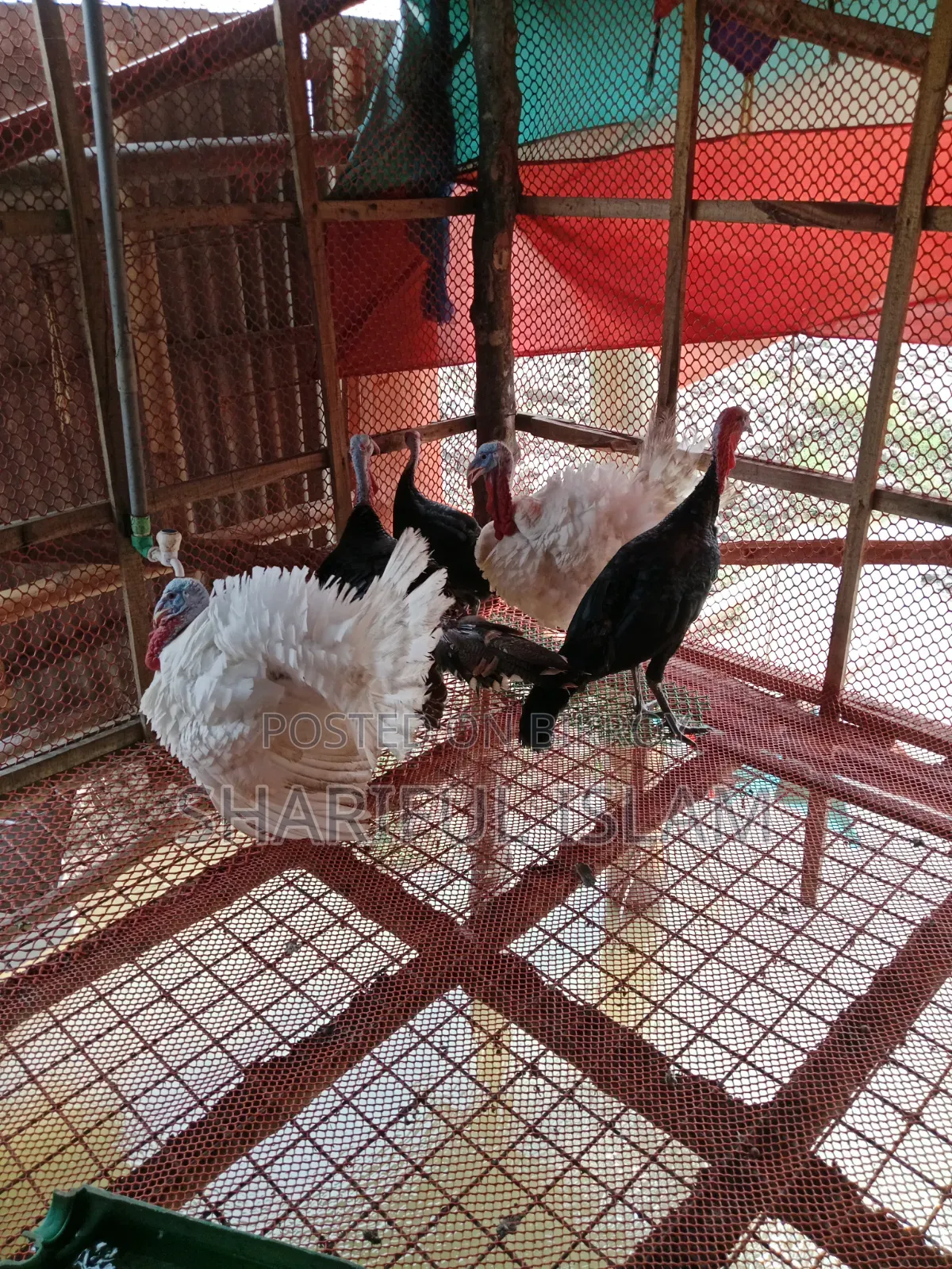 Turkey Chicken