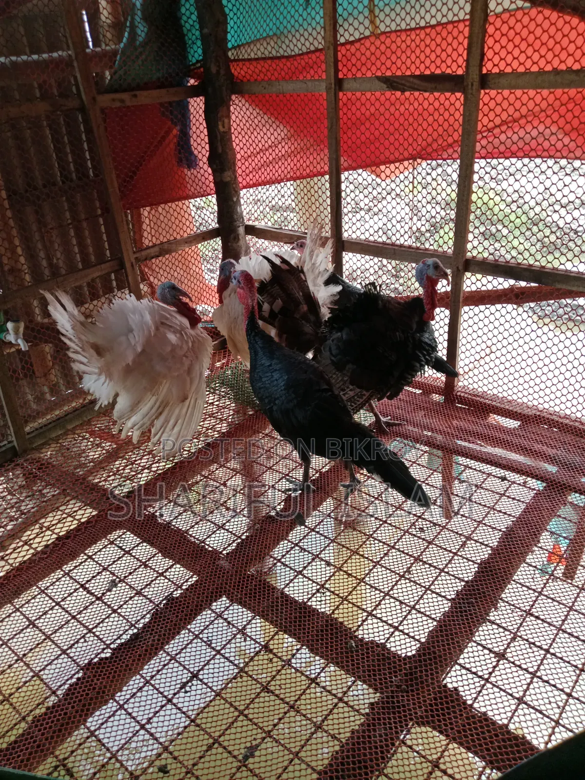 Turkey Chicken