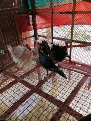 Turkey Chicken
