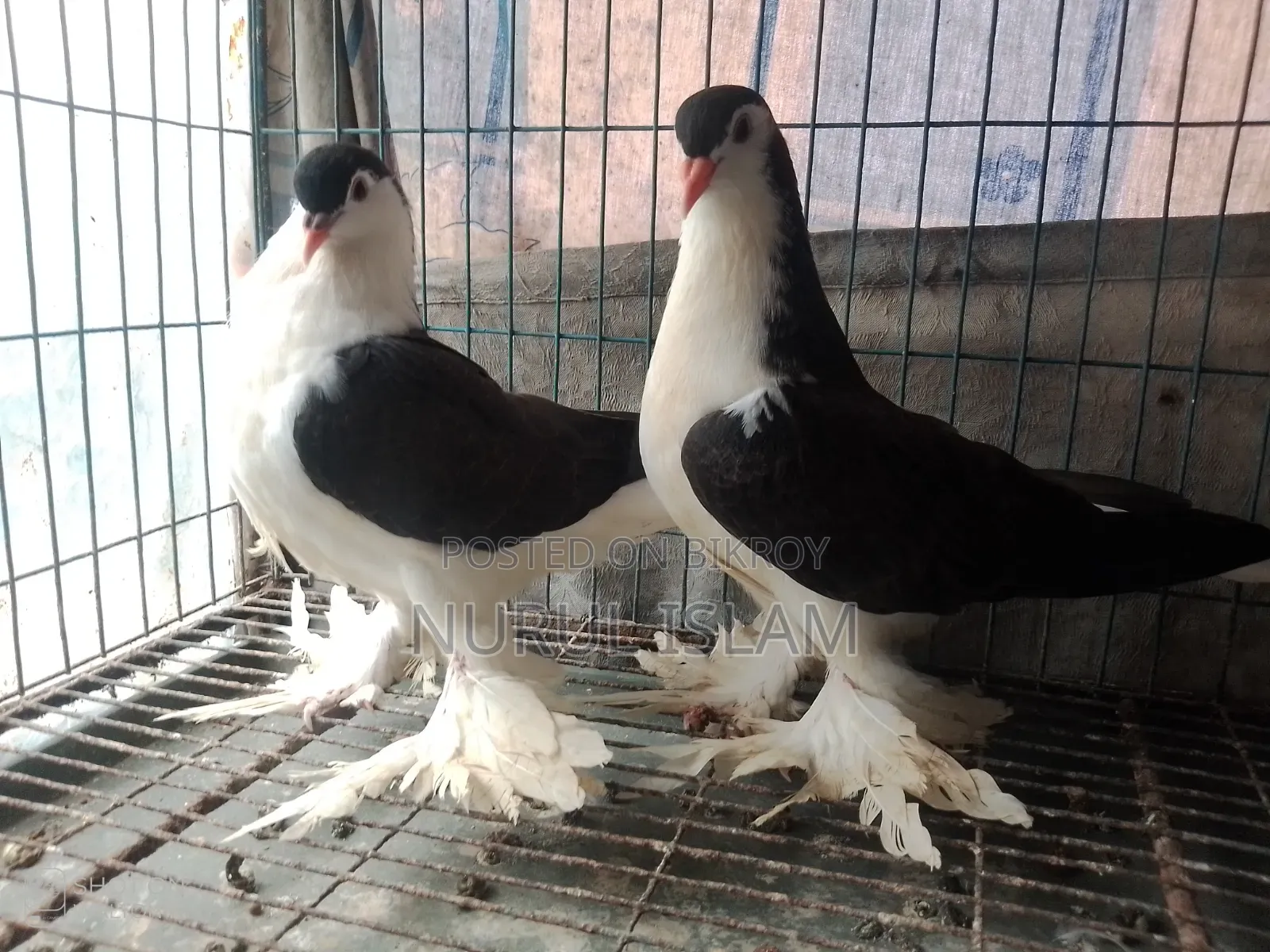 All pigeons will be sold