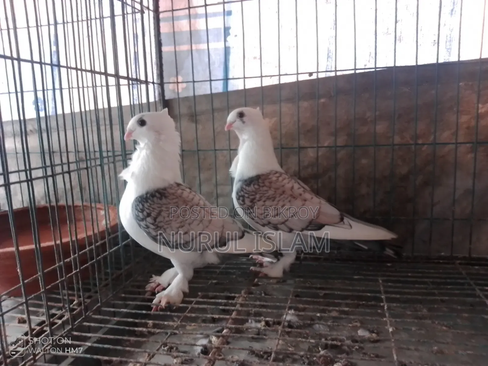 All pigeons will be sold