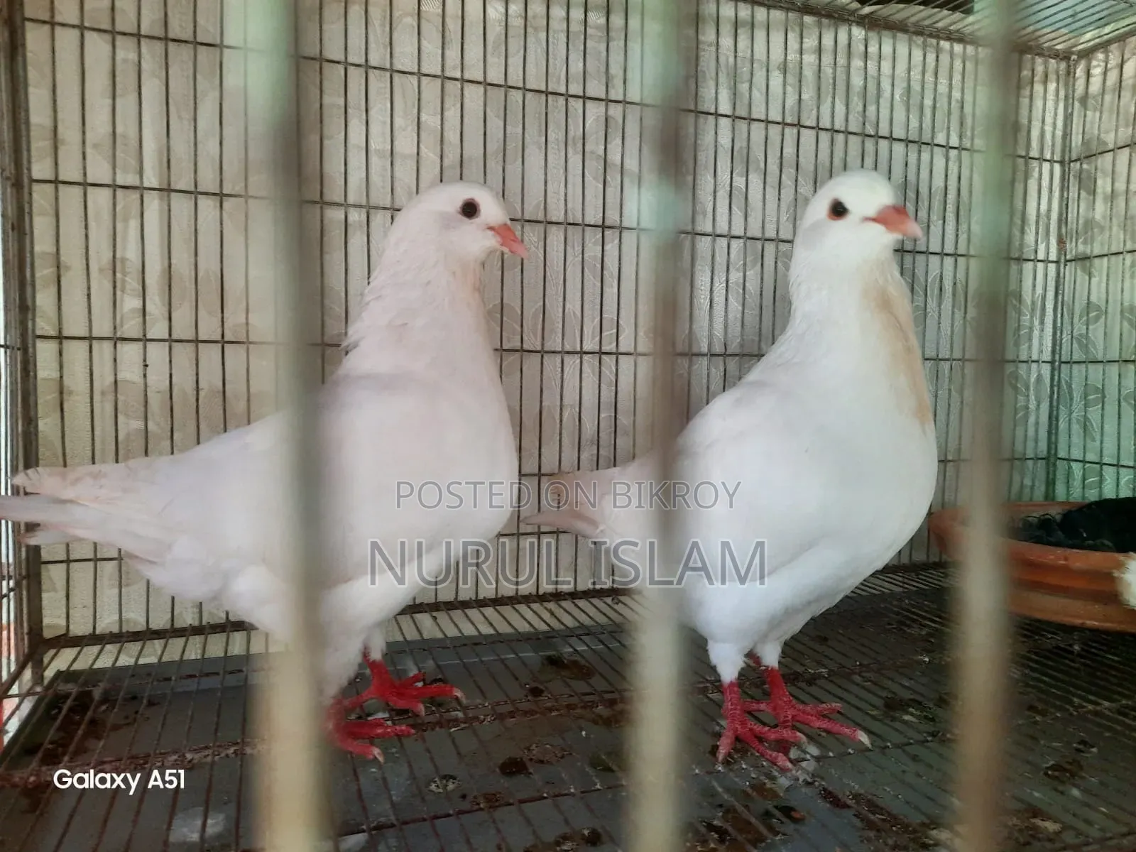 All pigeons will be sold