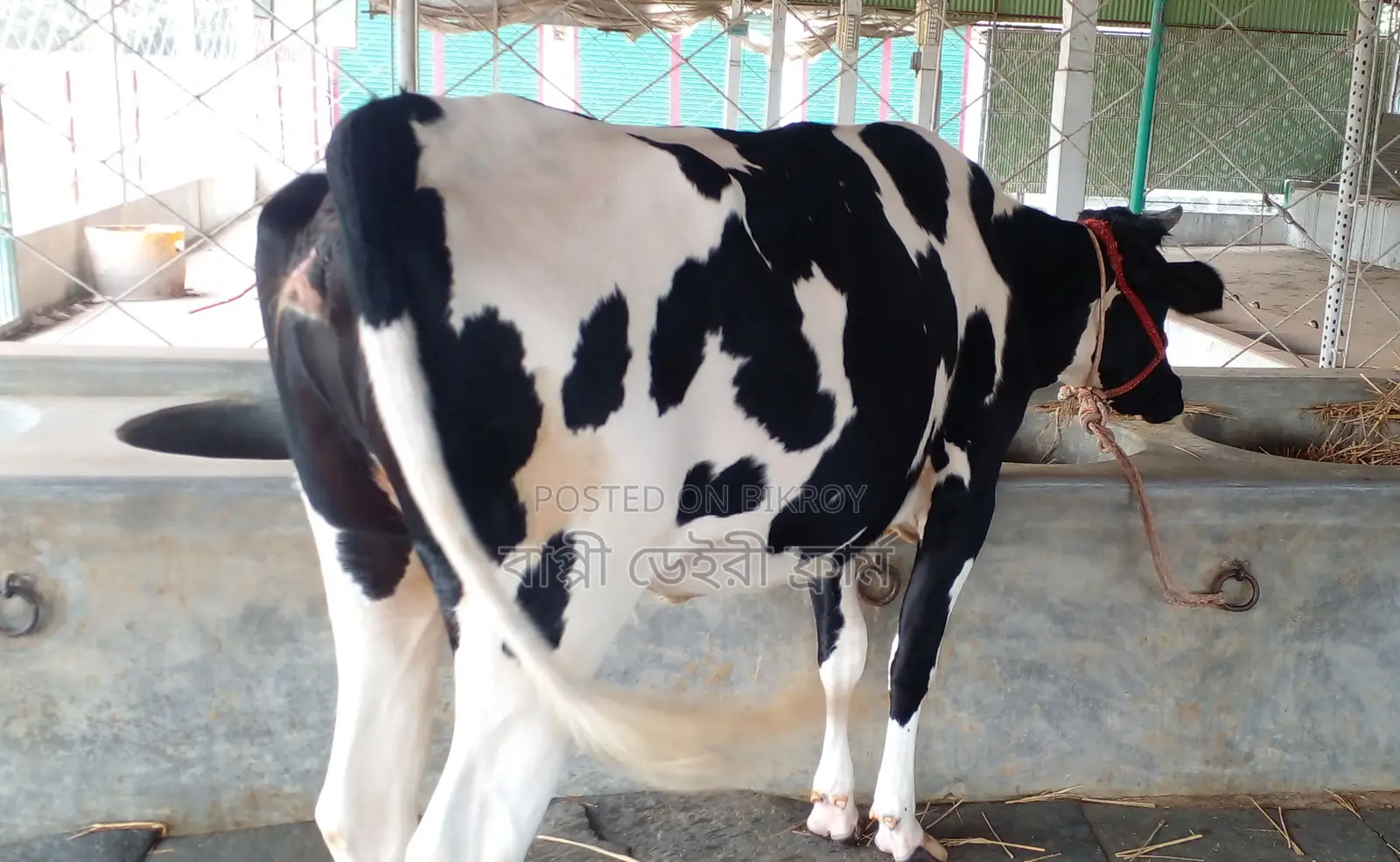 No. 1271 Improved Breed Cow.